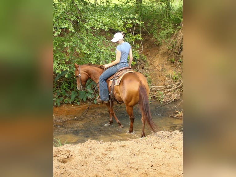 American Quarter Horse Stute 5 Jahre 142 cm Rotfuchs in Palestine