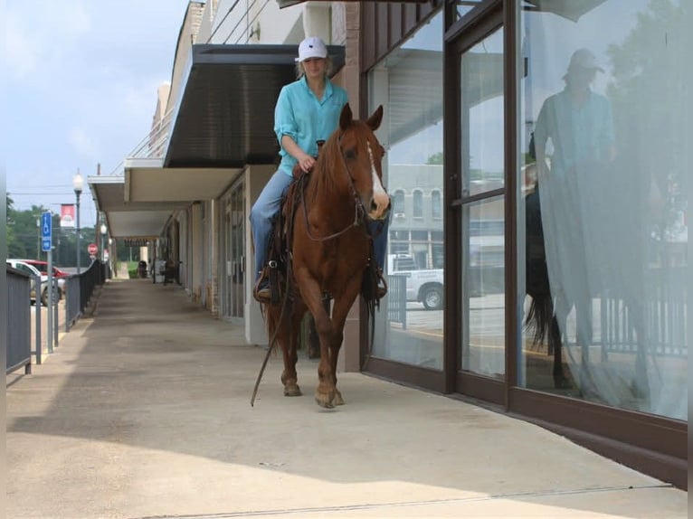 American Quarter Horse Stute 5 Jahre 142 cm Rotfuchs in Palestine