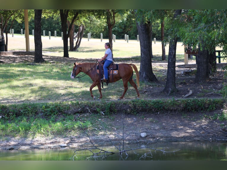 American Quarter Horse Stute 5 Jahre 142 cm Rotfuchs in Terrell