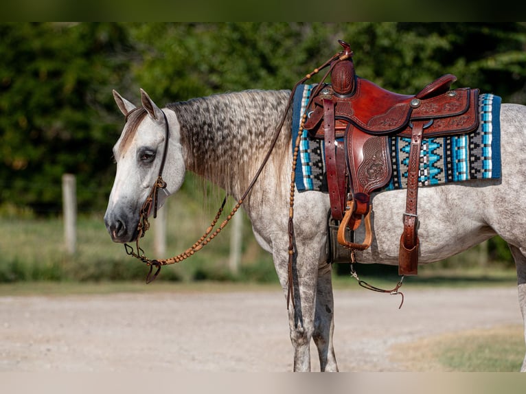 American Quarter Horse Stute 5 Jahre 142 cm Schimmel in Argyle