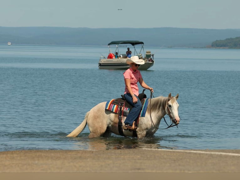 American Quarter Horse Stute 5 Jahre 142 cm Schimmel in Quitman