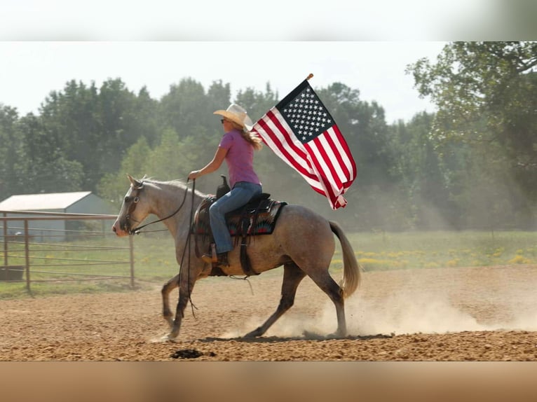American Quarter Horse Stute 5 Jahre 142 cm Schimmel in Quitman