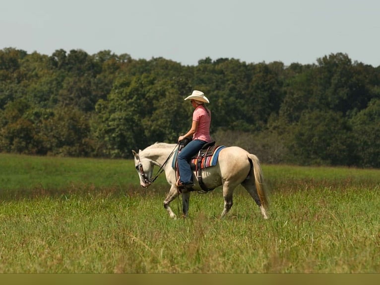 American Quarter Horse Stute 5 Jahre 142 cm Schimmel in Quitman