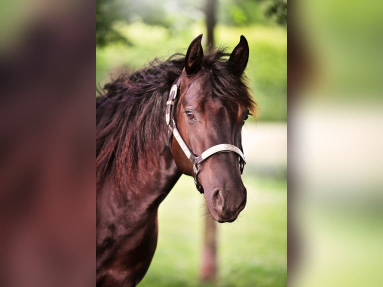 American Quarter Horse Stute 5 Jahre 143 cm Brauner in D&#xFC;sseldorf
