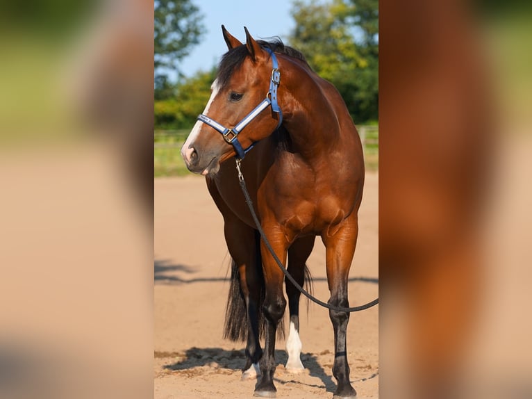 American Quarter Horse Stute 5 Jahre 145 cm Brauner in Stöckse
