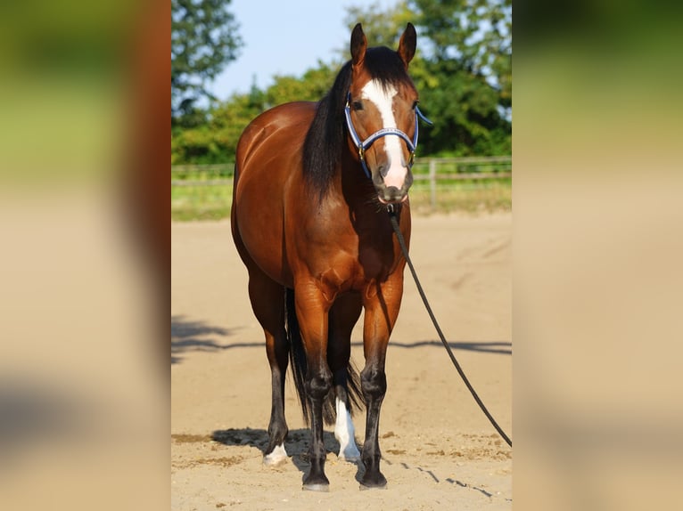 American Quarter Horse Stute 5 Jahre 145 cm Brauner in Stöckse