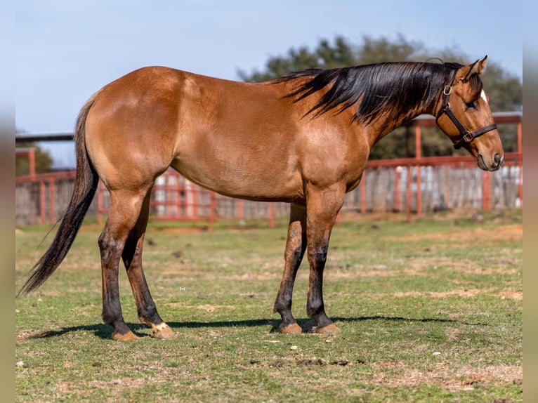 American Quarter Horse Mix Stute 5 Jahre 145 cm Falbe in Whitesboro, TX