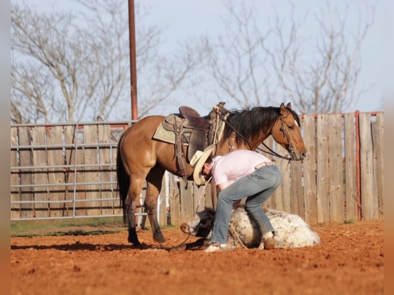 American Quarter Horse Mix Stute 5 Jahre 145 cm Falbe in Whitesboro, TX