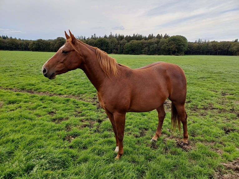 American Quarter Horse Stute 5 Jahre 145 cm Fuchs in Oldeberkoop