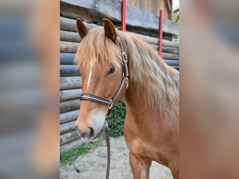 American Quarter Horse Stute 5 Jahre 145 cm Fuchs in Landau an der Isar