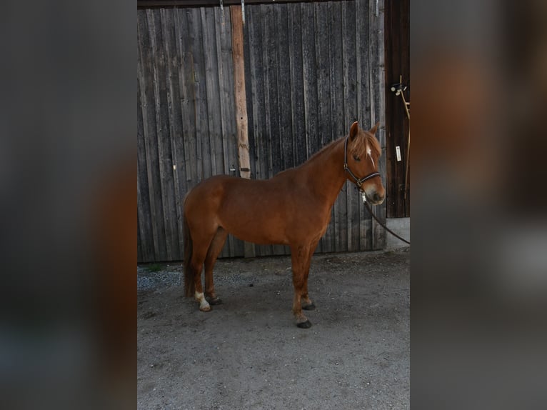 American Quarter Horse Stute 5 Jahre 145 cm Fuchs in Landau an der Isar