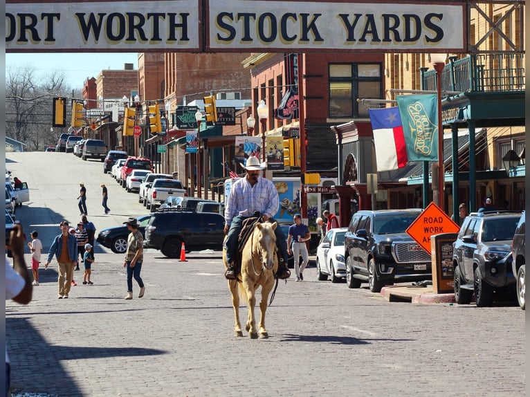 American Quarter Horse Stute 5 Jahre 145 cm Palomino in Stephenville TX