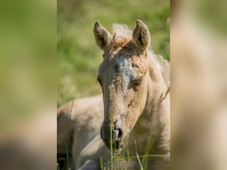 American Quarter Horse Stute 5 Jahre 145 cm Palomino in Bad Laer