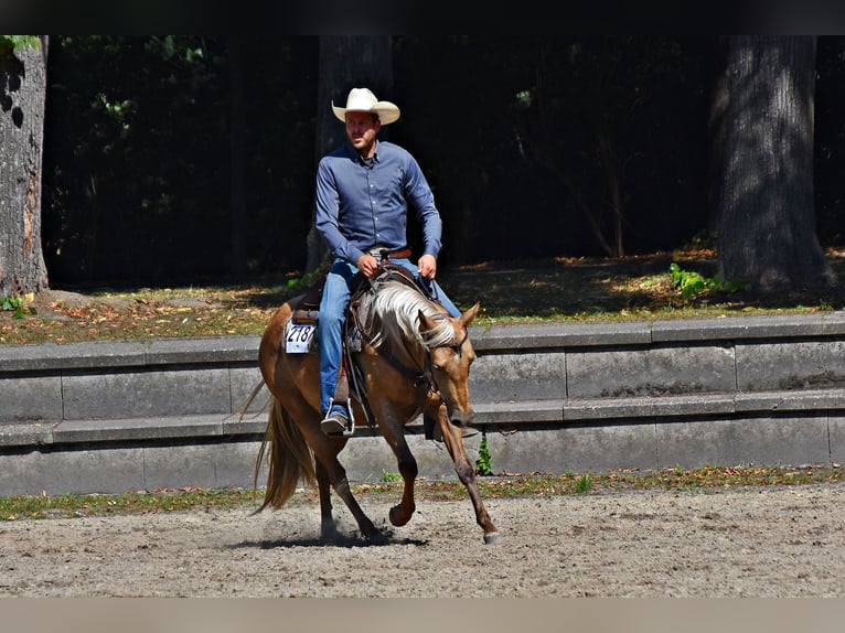 American Quarter Horse Stute 5 Jahre 145 cm Palomino in H&#xFC;rth