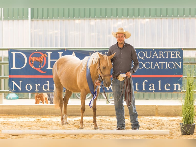 American Quarter Horse Stute 5 Jahre 145 cm Palomino in H&#xFC;rth
