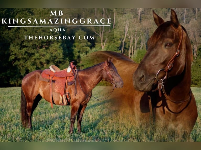 American Quarter Horse Stute 5 Jahre 145 cm Rappe in Seymour, MO