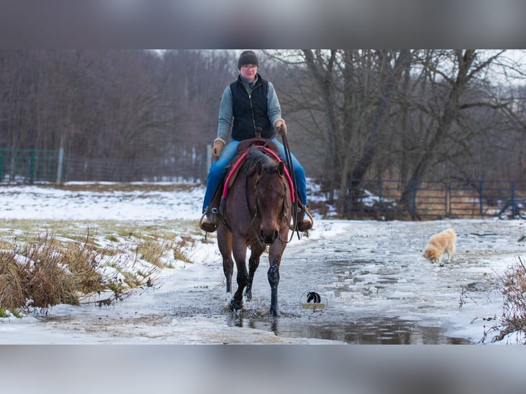 American Quarter Horse Stute 5 Jahre 145 cm Roan-Bay in Fredericksburg