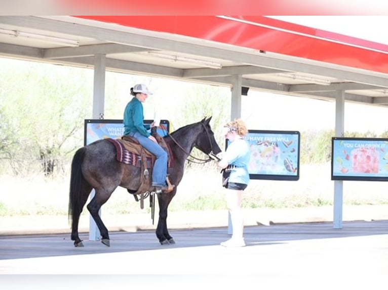 American Quarter Horse Stute 5 Jahre 145 cm Roan-Blue in Ripley
