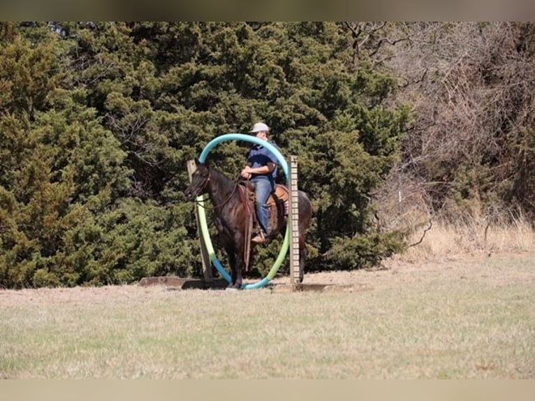 American Quarter Horse Stute 5 Jahre 145 cm Roan-Blue in Ripley