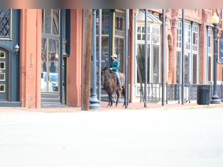 American Quarter Horse Stute 5 Jahre 145 cm Roan-Blue in Ripley