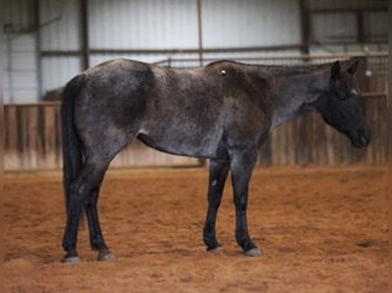 American Quarter Horse Stute 5 Jahre 145 cm Roan-Blue in Ripley