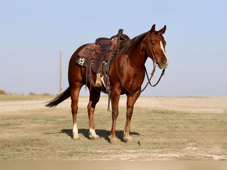 American Quarter Horse Stute 5 Jahre 145 cm Rotfuchs in Decatur