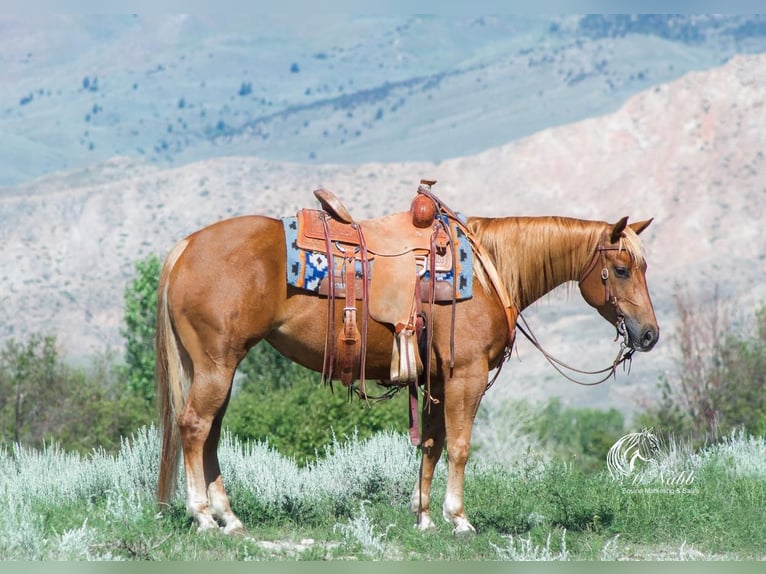 American Quarter Horse Stute 5 Jahre 145 cm Rotfuchs in Cody, WY