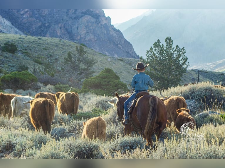 American Quarter Horse Stute 5 Jahre 145 cm Rotfuchs in Cody, WY