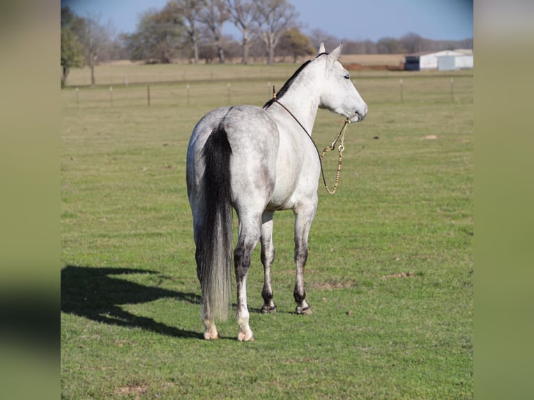 American Quarter Horse Stute 5 Jahre 145 cm Schimmel in Grand Saline, TX