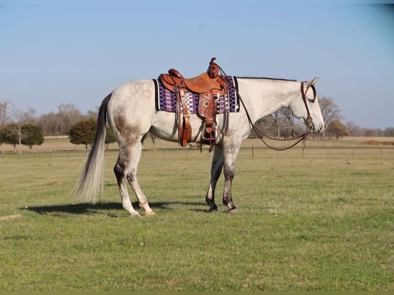 American Quarter Horse Stute 5 Jahre 145 cm Schimmel in Grand Saline, TX
