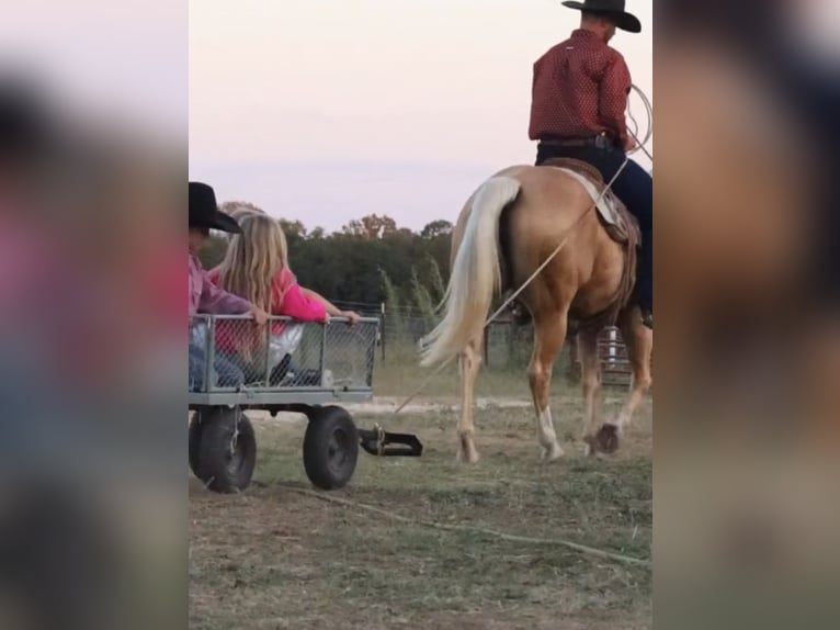 American Quarter Horse Stute 5 Jahre 147 cm Palomino in Stephenville, TX