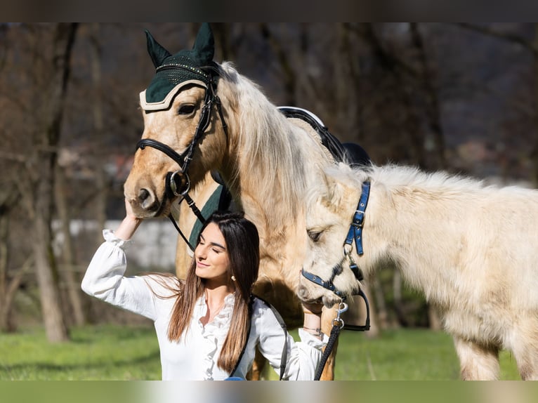 American Quarter Horse Stute 5 Jahre 147 cm Palomino in Boccaleone