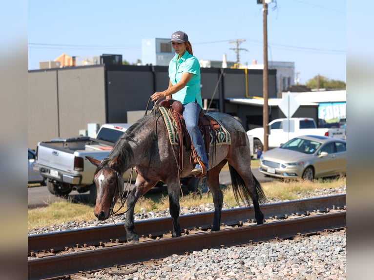 American Quarter Horse Stute 5 Jahre 147 cm Roan-Bay in Forney, TX American Quarter Horse Stute 5 Jahre 147 cm Roan-Bay in Forney, TX
