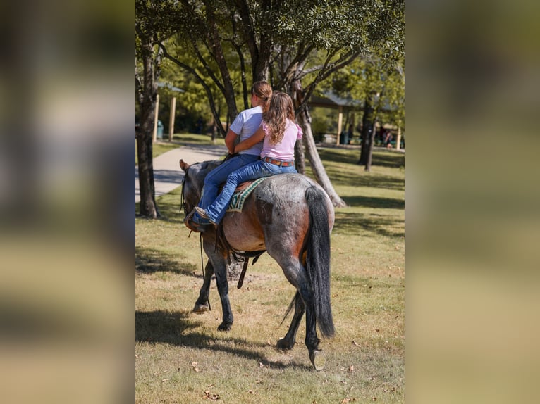 American Quarter Horse Stute 5 Jahre 147 cm Roan-Bay in Forney, TX American Quarter Horse Stute 5 Jahre 147 cm Roan-Bay in Forney, TX