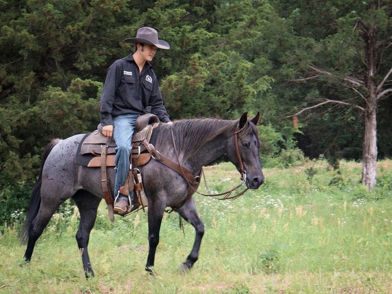 American Quarter Horse Stute 5 Jahre 147 cm Roan-Blue in Marietta