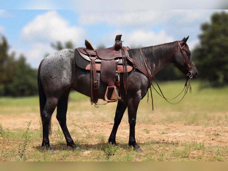 American Quarter Horse Stute 5 Jahre 147 cm Roan-Blue in Marietta