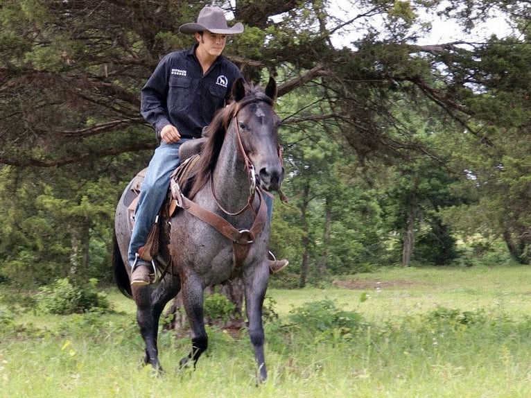 American Quarter Horse Stute 5 Jahre 147 cm Roan-Blue in Marietta