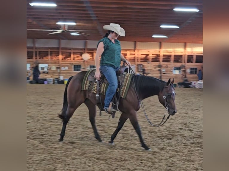 American Quarter Horse Stute 5 Jahre 147 cm Rotbrauner in Robards, KY
