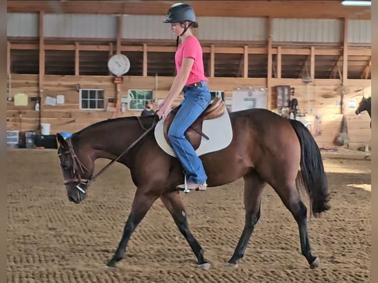 American Quarter Horse Stute 5 Jahre 147 cm Rotbrauner in Robards, KY