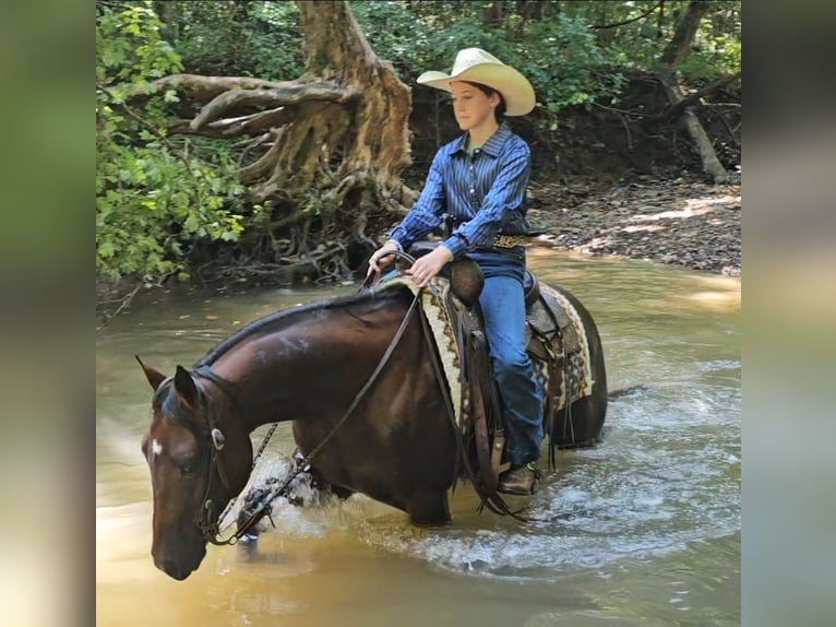 American Quarter Horse Stute 5 Jahre 147 cm Rotbrauner in Robards, KY