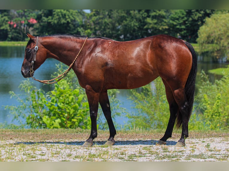 American Quarter Horse Stute 5 Jahre 147 cm Rotbrauner in Robards, KY