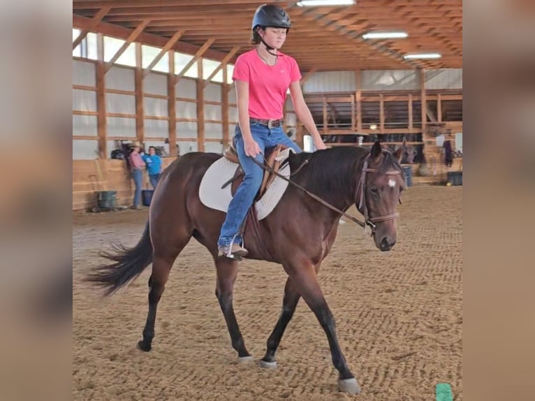 American Quarter Horse Stute 5 Jahre 147 cm Rotbrauner in Robards, KY