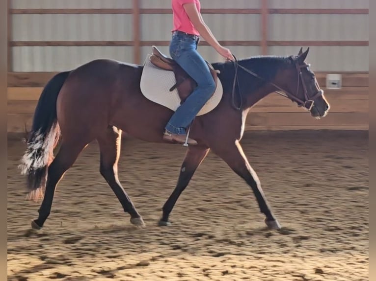 American Quarter Horse Stute 5 Jahre 147 cm Rotbrauner in Robards, KY