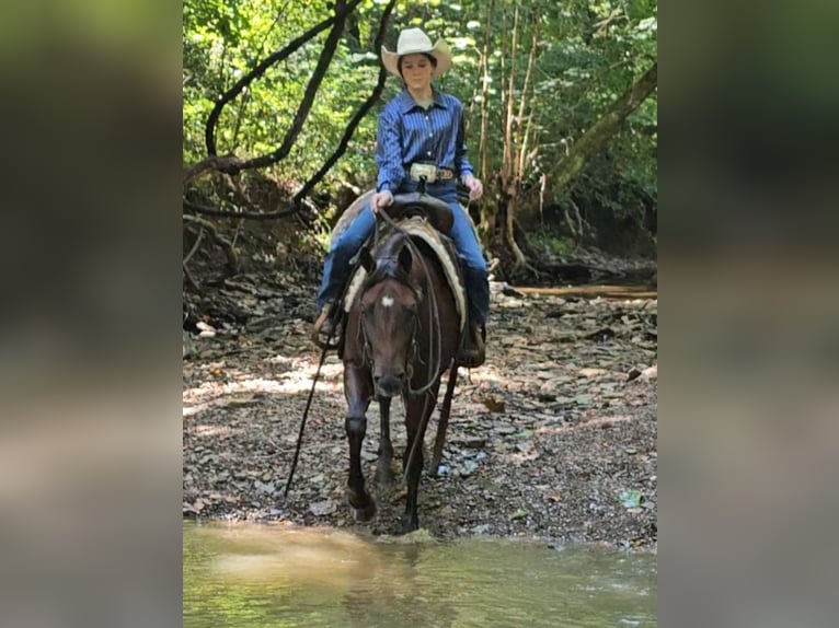 American Quarter Horse Stute 5 Jahre 147 cm Rotbrauner in Robards, KY