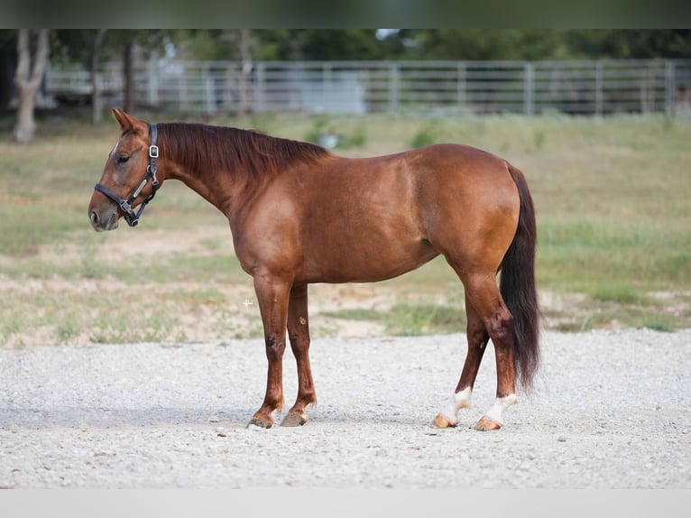 American Quarter Horse Stute 5 Jahre 147 cm Rotfuchs in Weatherford