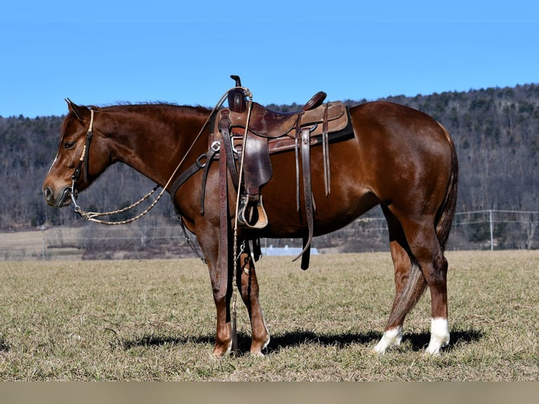American Quarter Horse Stute 5 Jahre 147 cm Rotfuchs in Rebersburg