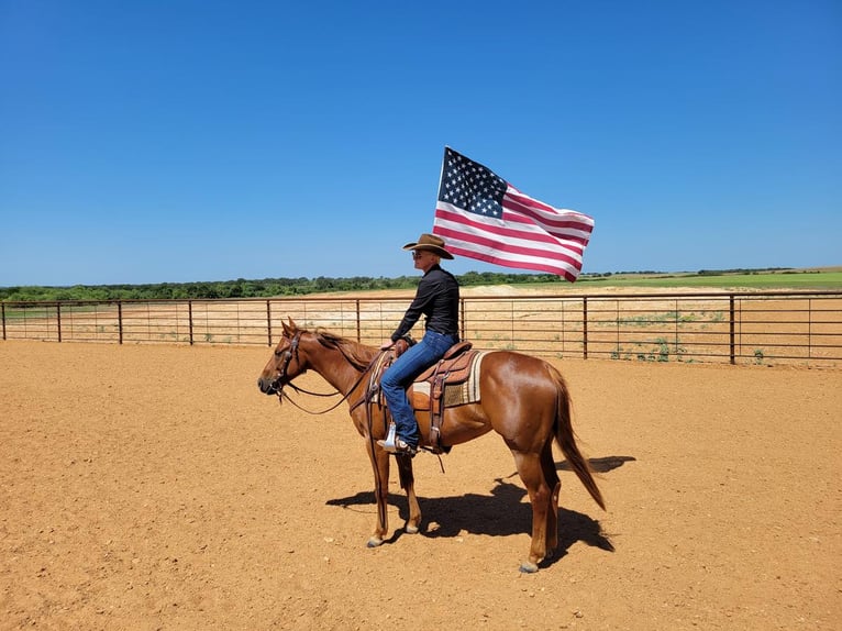 American Quarter Horse Stute 5 Jahre 147 cm Rotfuchs in Rising Star, TX