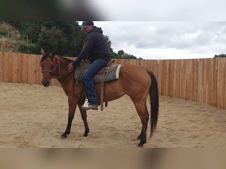 American Quarter Horse Stute 5 Jahre 148 cm Brauner in Vierherrenborn