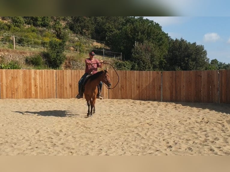 American Quarter Horse Stute 5 Jahre 148 cm Brauner in Vierherrenborn