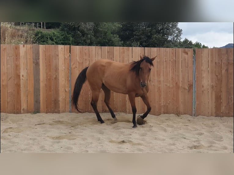 American Quarter Horse Stute 5 Jahre 148 cm Brauner in Vierherrenborn